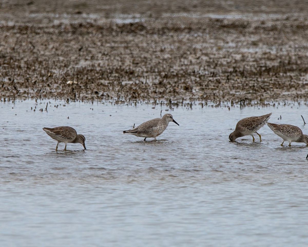 jespák rezavý - ML609586195