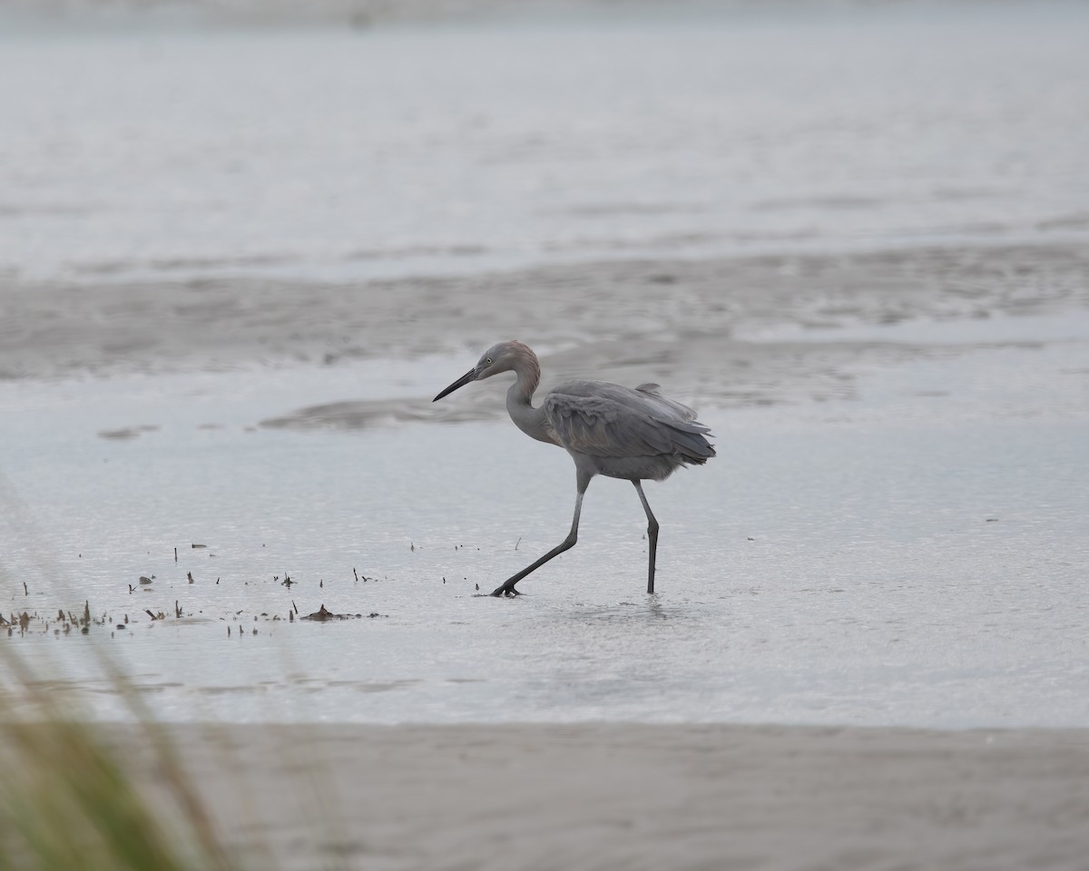 volavka červenavá - ML609586200