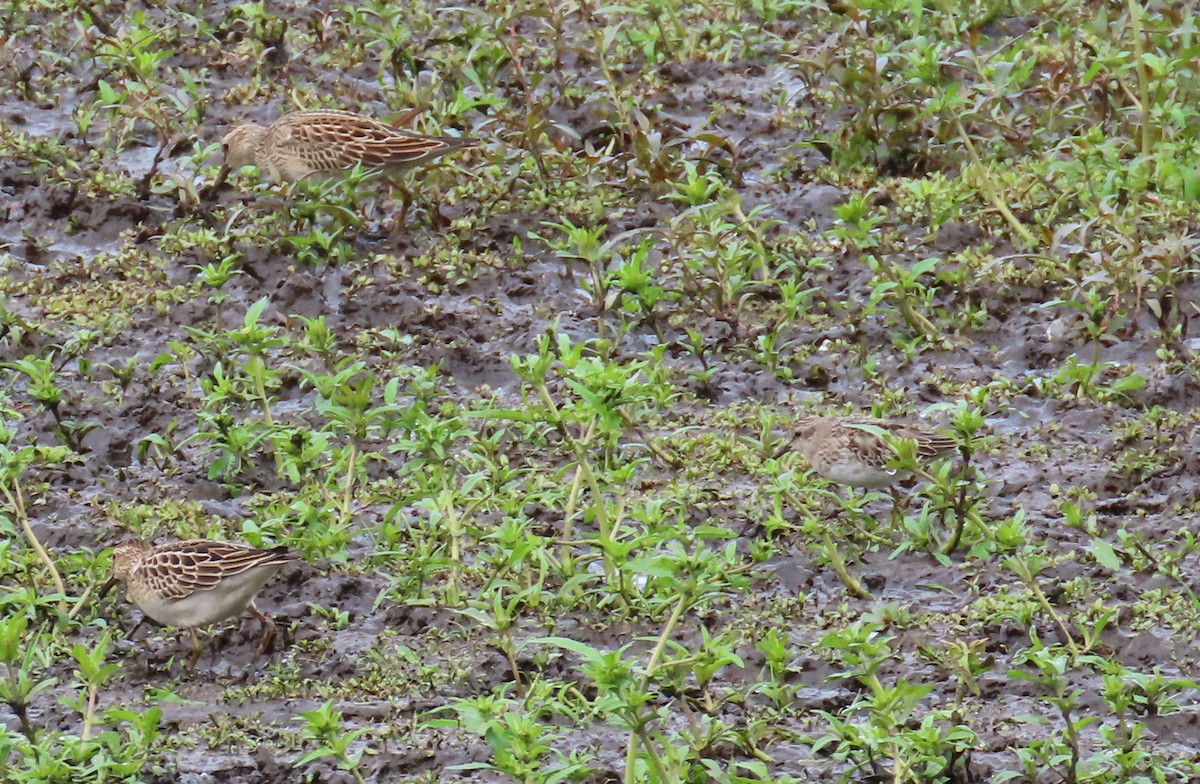 Pectoral Sandpiper - ML609586291