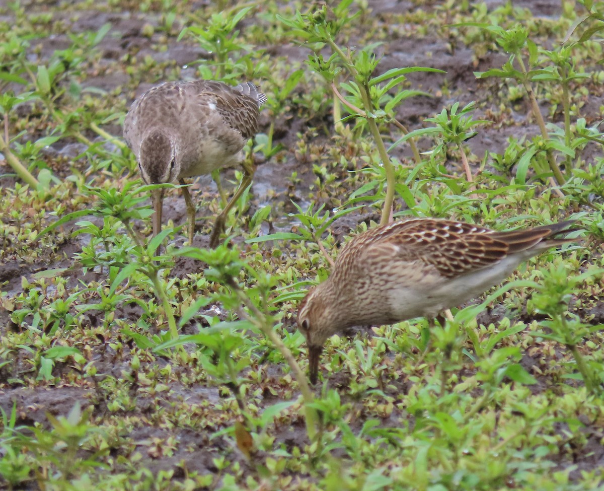 Pectoral Sandpiper - ML609586292