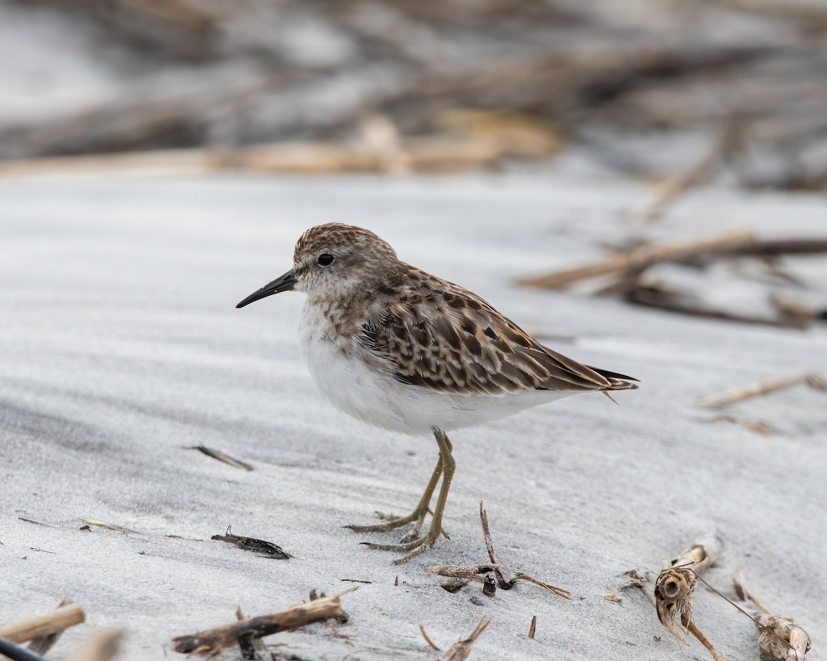 jespák drobný - ML609586340