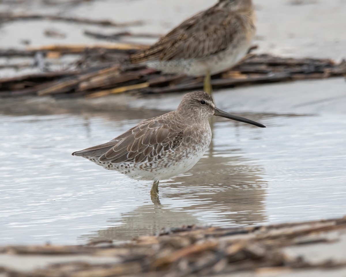 Short-billed Dowitcher - ML609586344