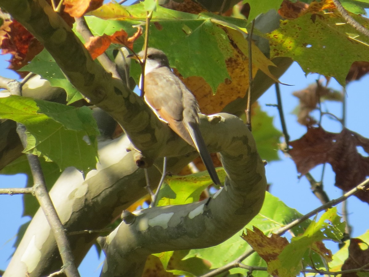 Yellow-billed Cuckoo - ML609586354