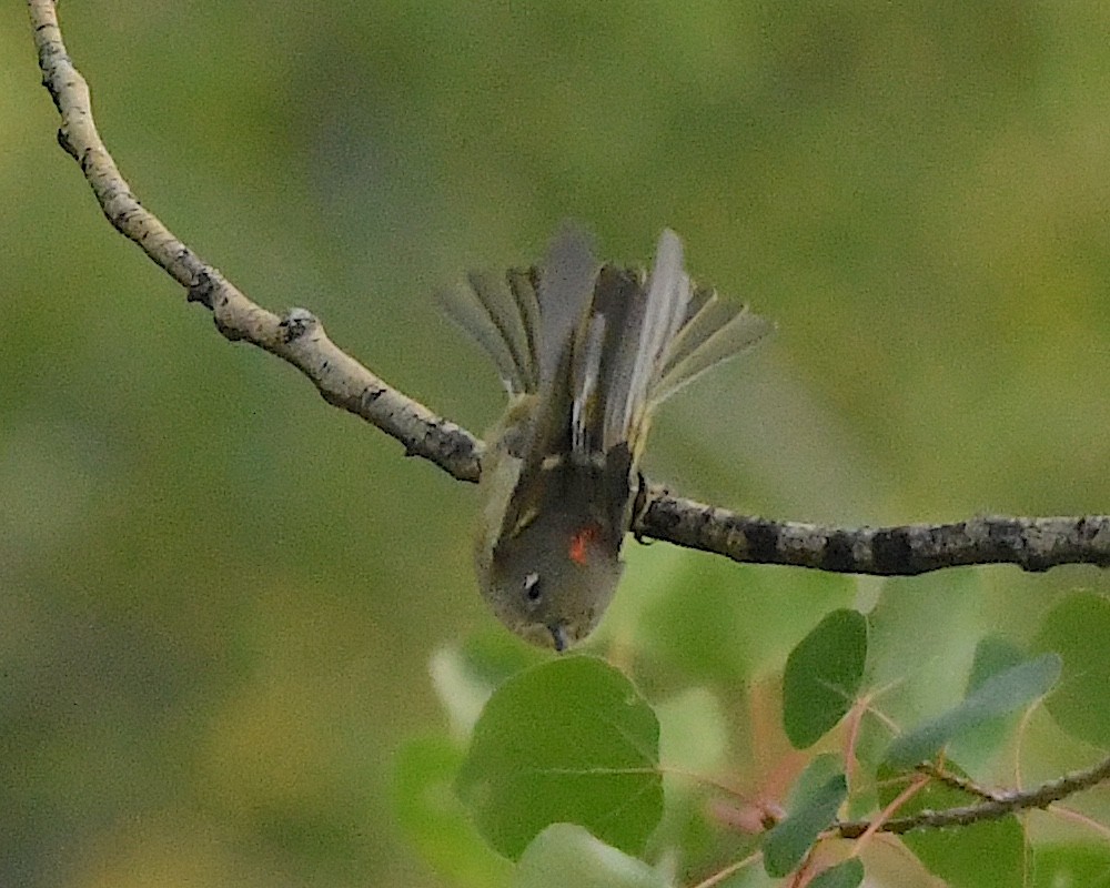 Ruby-crowned Kinglet - Ted Wolff