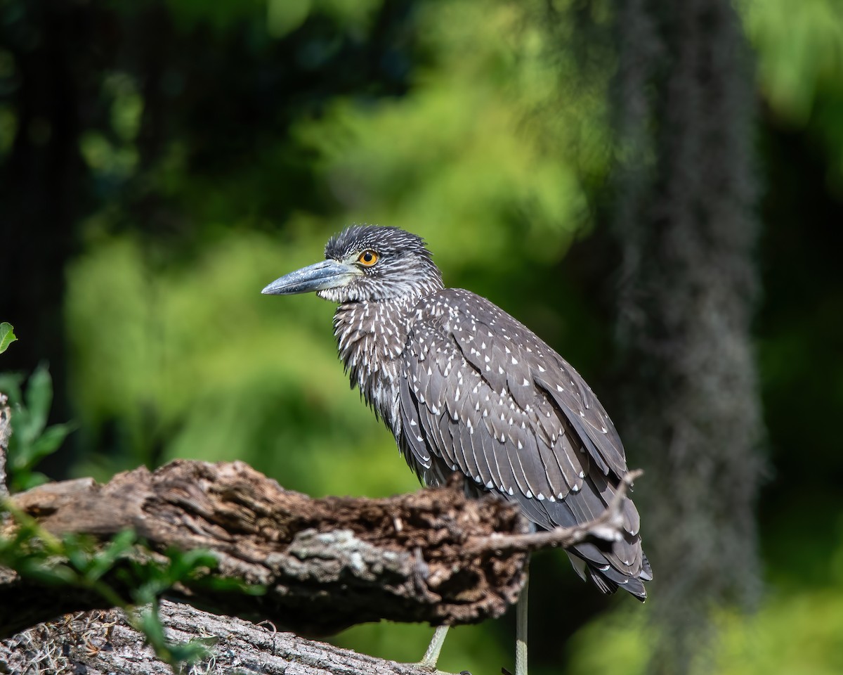 kvakoš žlutočelý - ML609586387