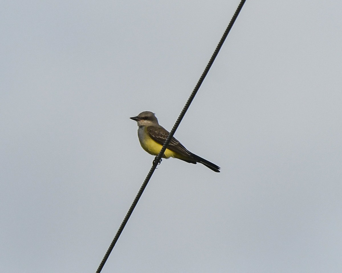 tyran západní - ML609586413