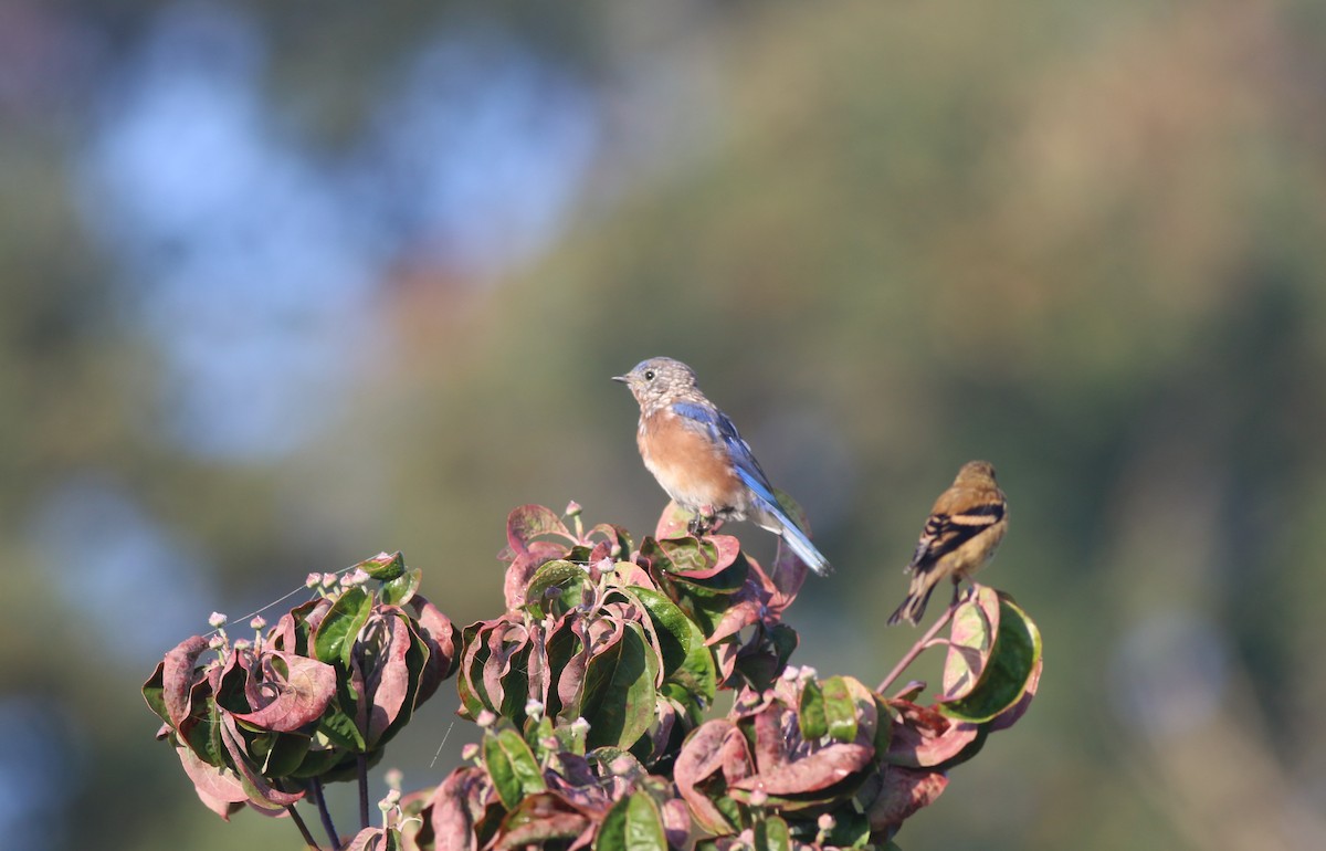 Eastern Bluebird - ML609586415