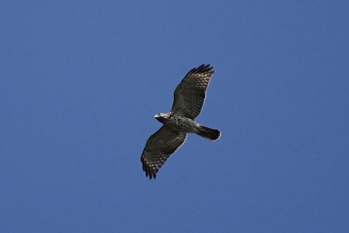 Red-shouldered Hawk - ML609586417