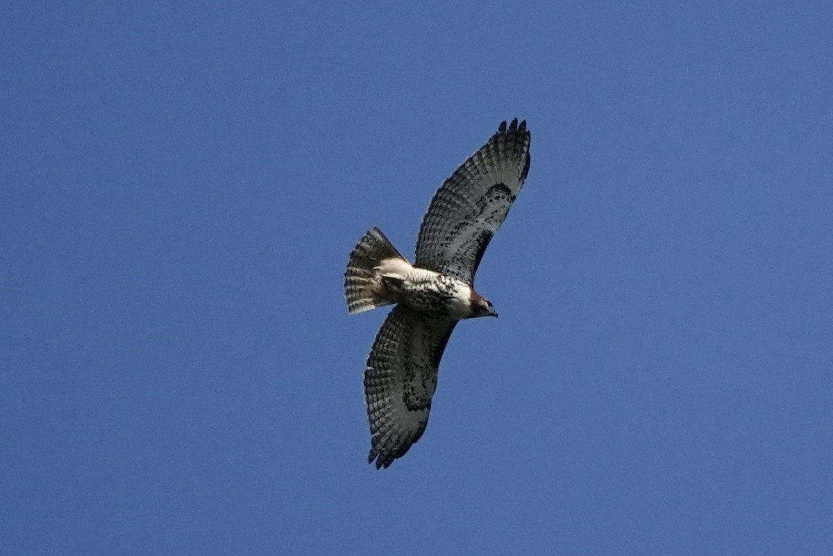Red-tailed Hawk - ML609586426