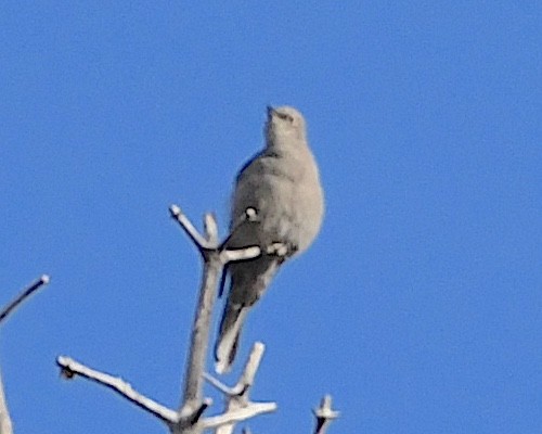 Townsend's Solitaire - Ted Wolff