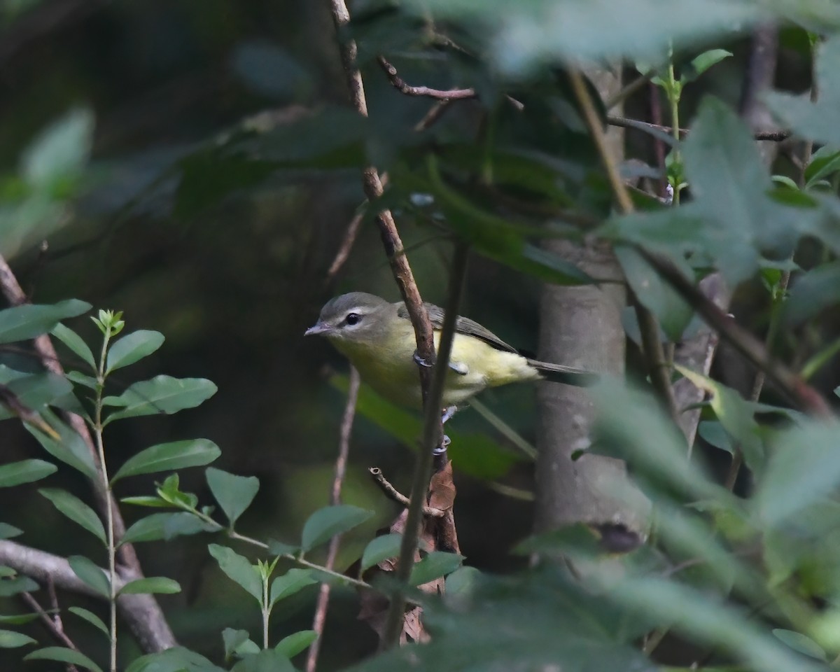 Philadelphia Vireo - Lincoln Martin