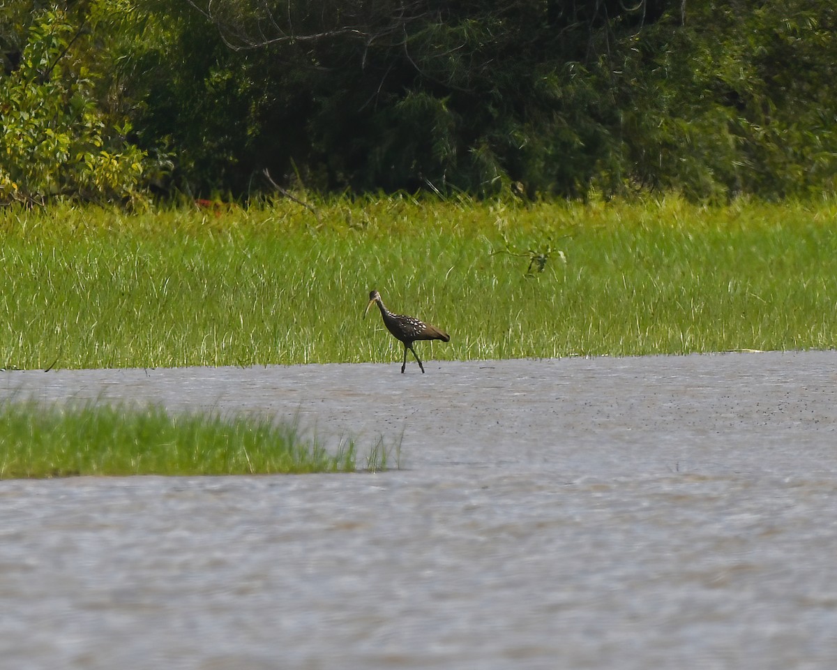 Limpkin - ML609586460