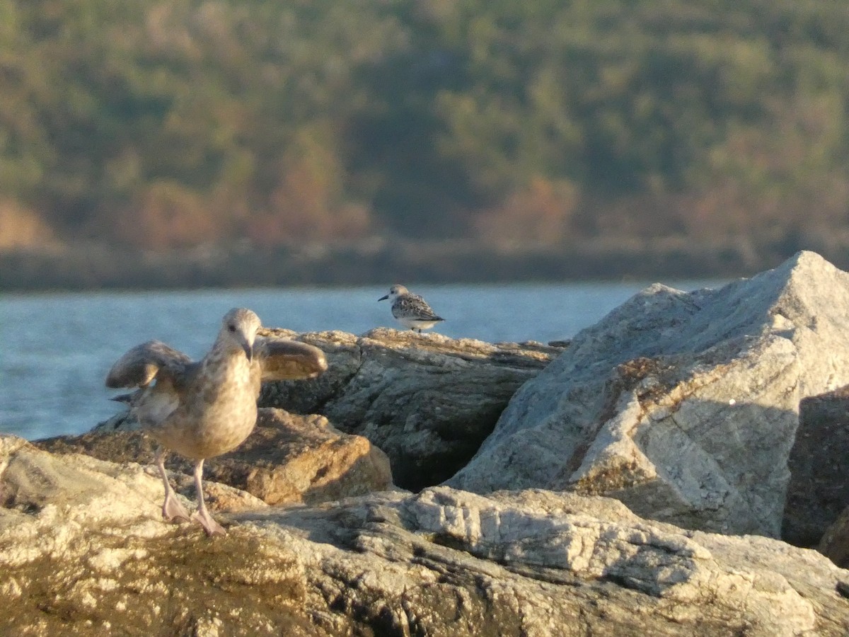 Sanderling - Roberto Macay