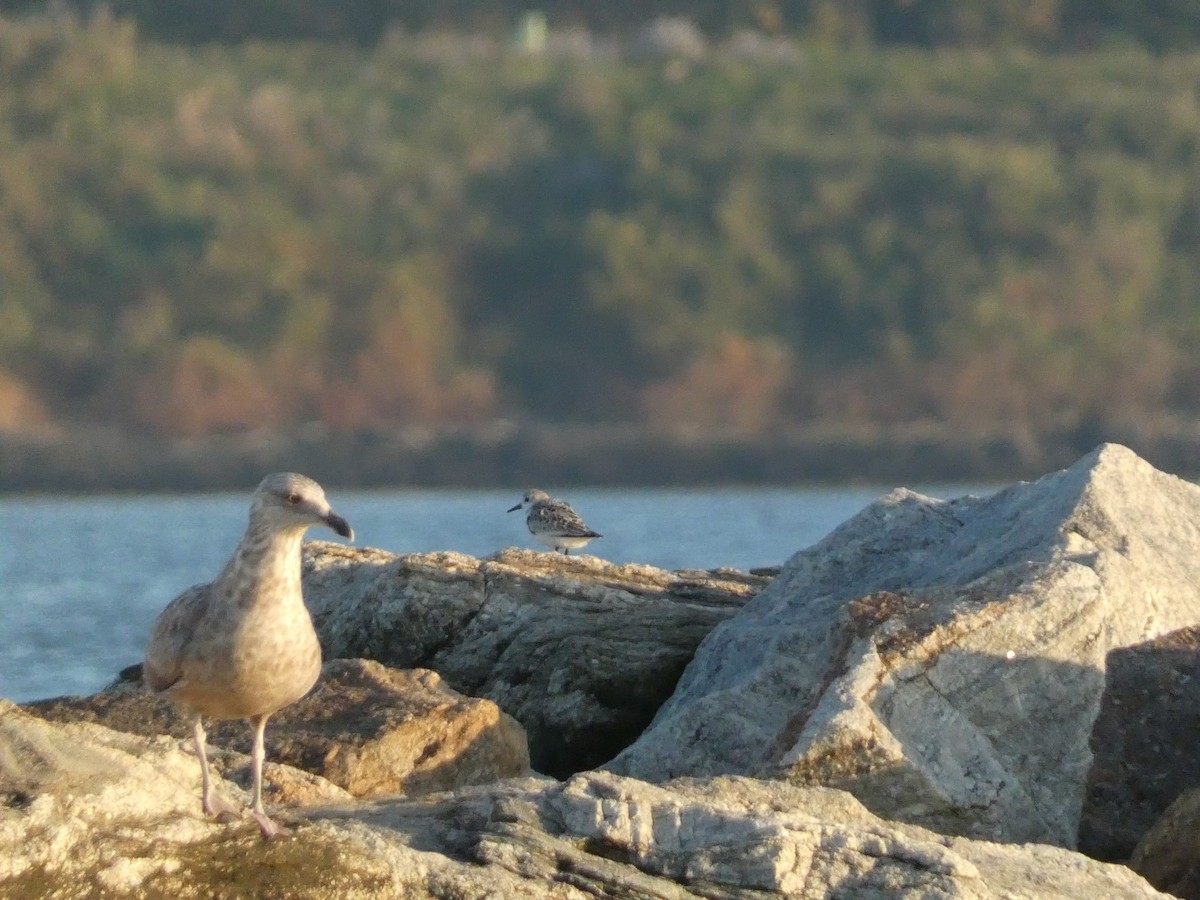 Sanderling - ML609586465