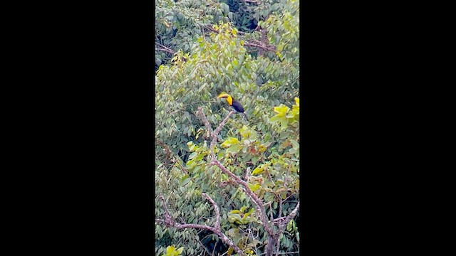 Yellow-throated Toucan (Chestnut-mandibled) - ML609586529