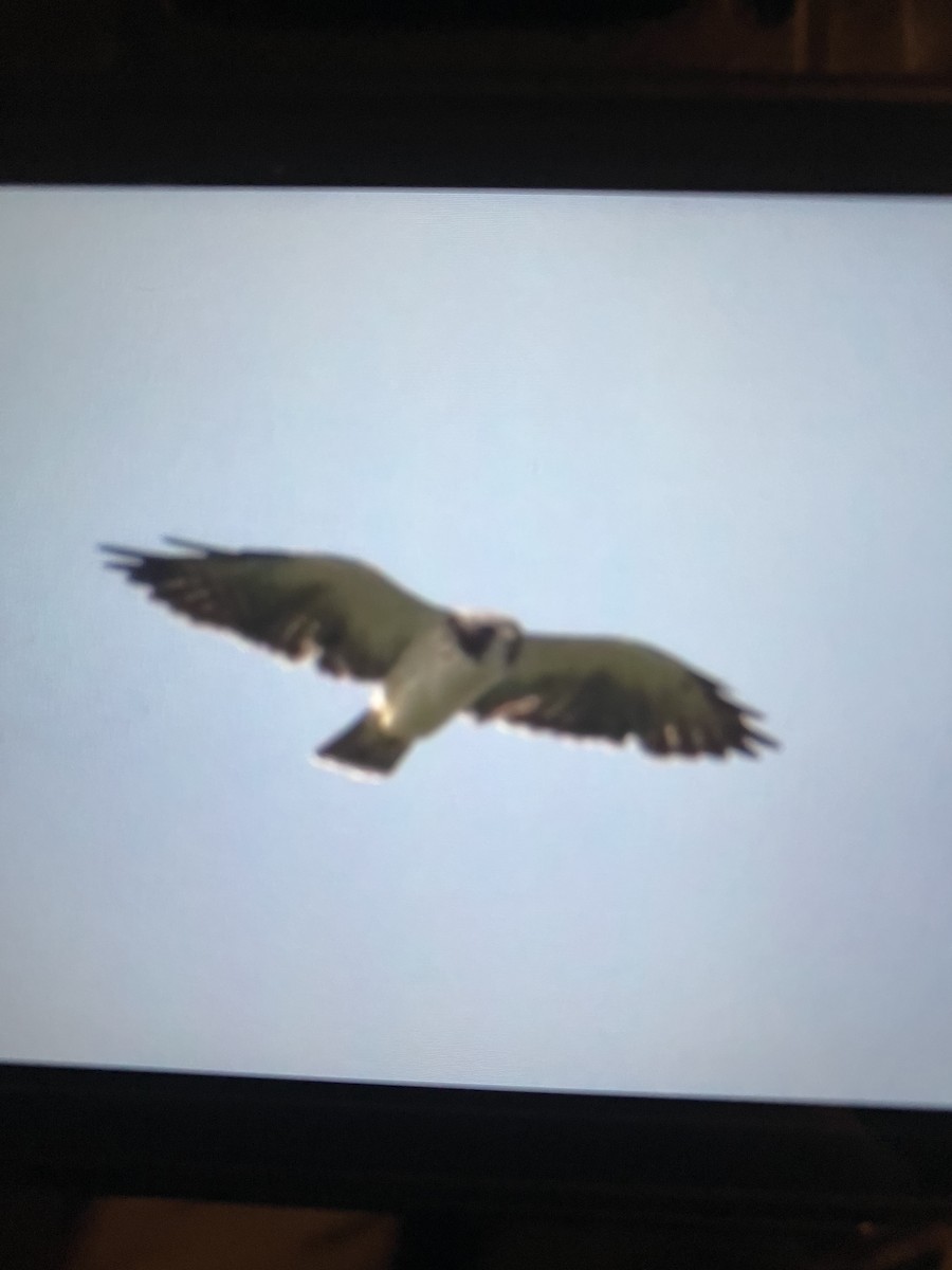 Short-tailed Hawk - ML609586556