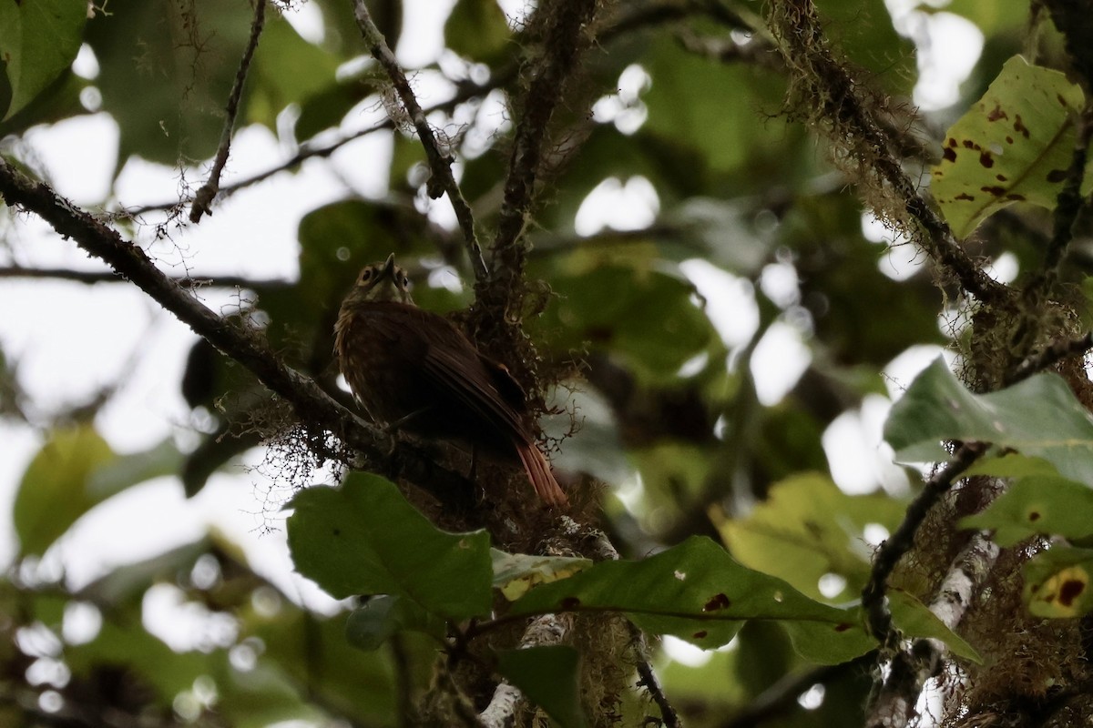 Scaly-throated Foliage-gleaner (Spot-breasted) - ML609586602