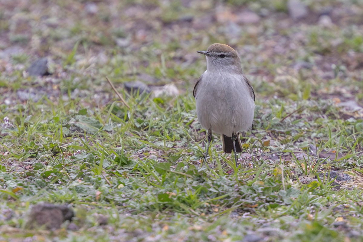 White-browed Ground-Tyrant - ML609586629