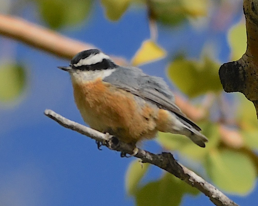 Red-breasted Nuthatch - ML609586638