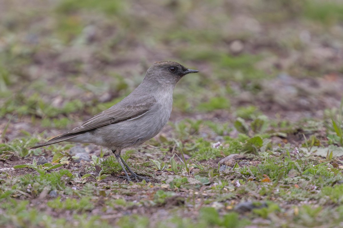 Dark-faced Ground-Tyrant - ML609586652