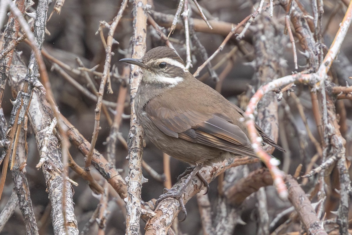 Dark-bellied Cinclodes - ML609586684