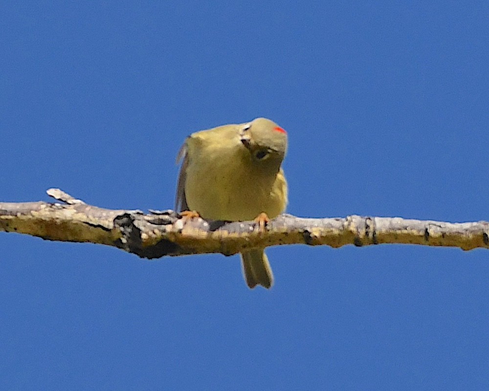 Ruby-crowned Kinglet - ML609586692