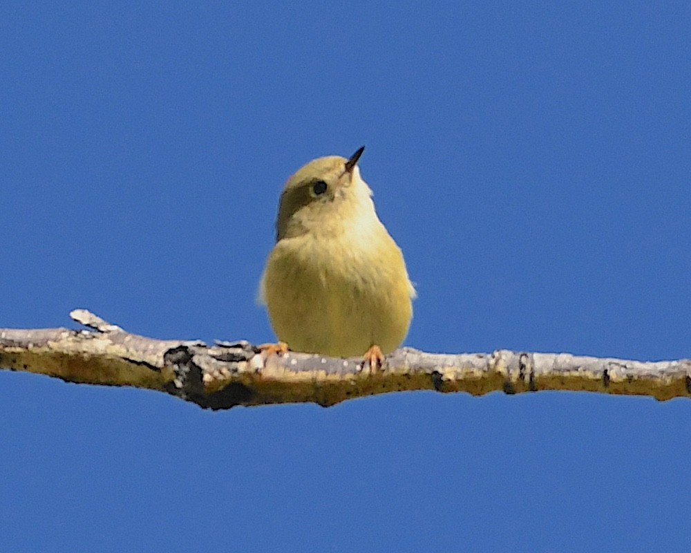 Ruby-crowned Kinglet - ML609586736