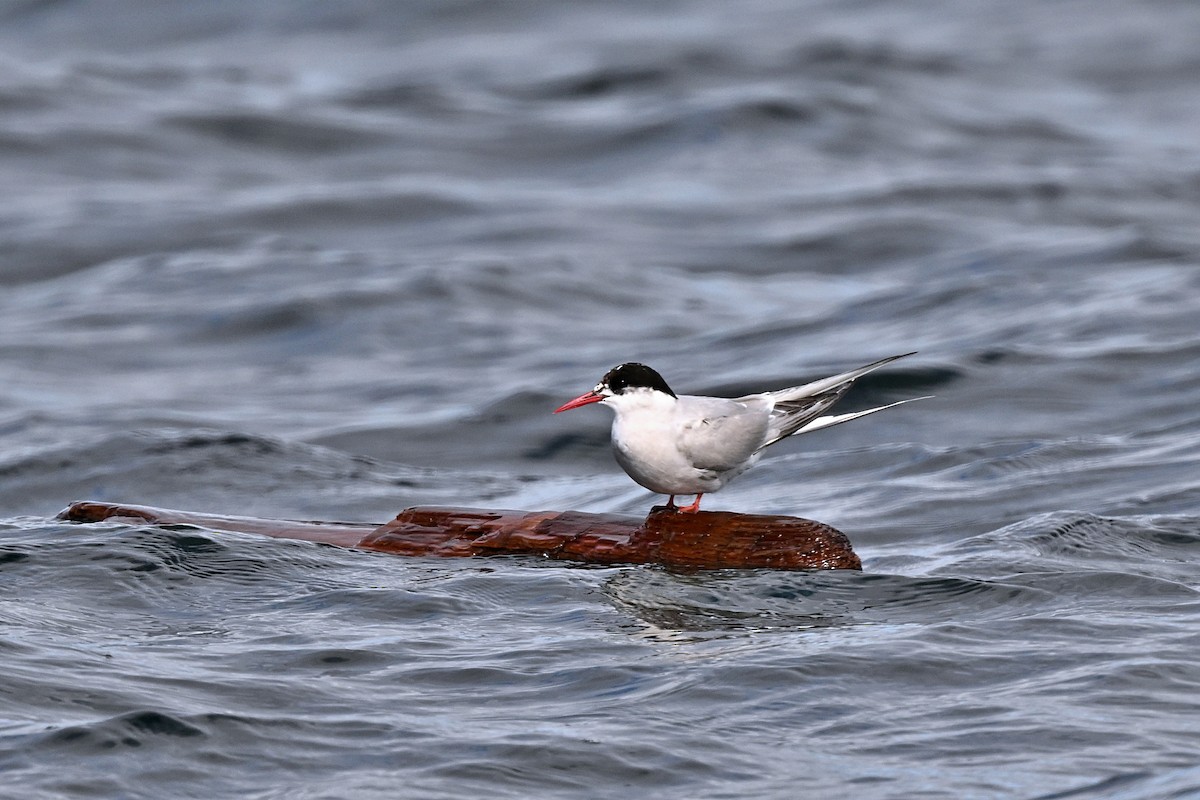 Arctic Tern - André Lanouette