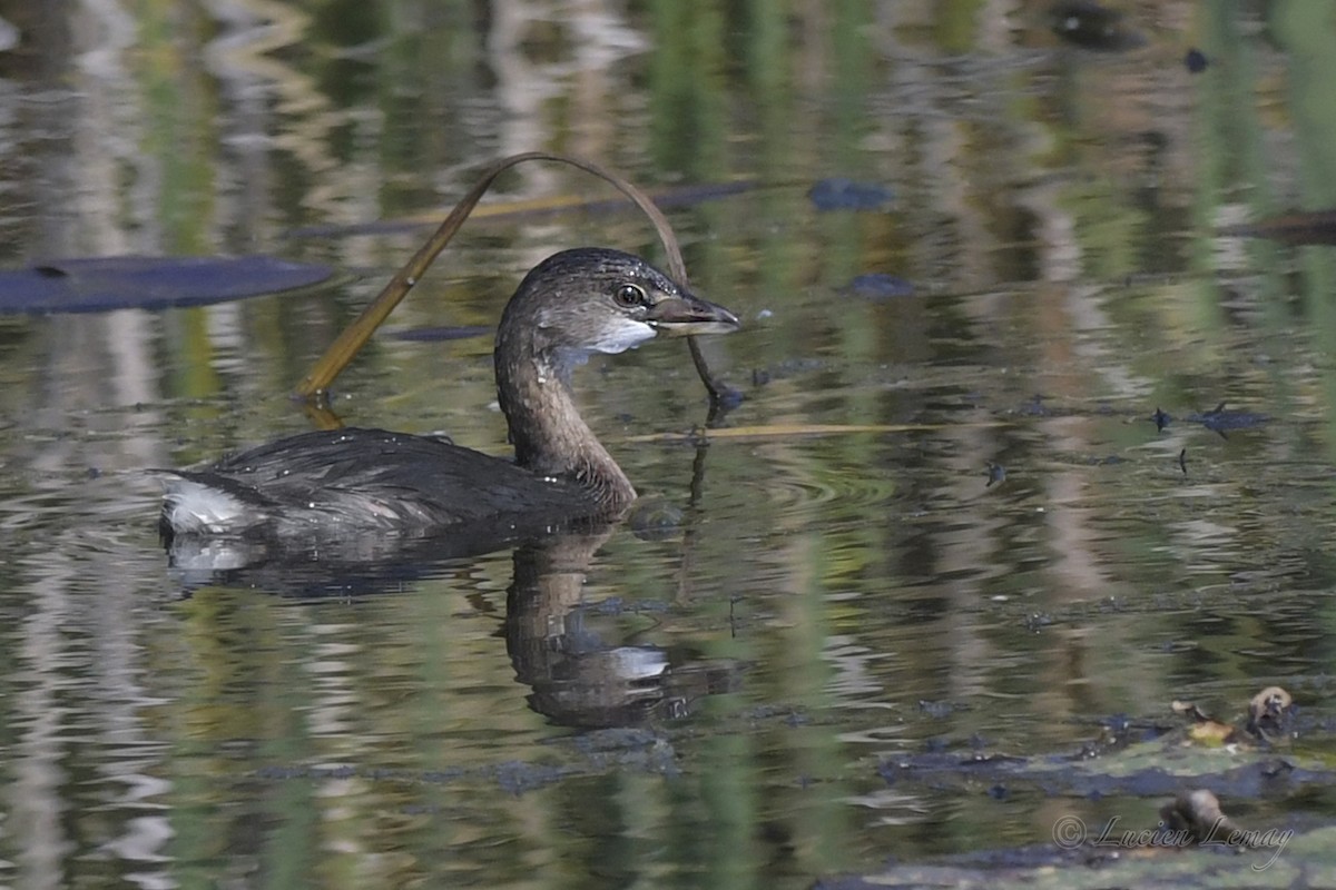 Pied-billed Grebe - ML609586881