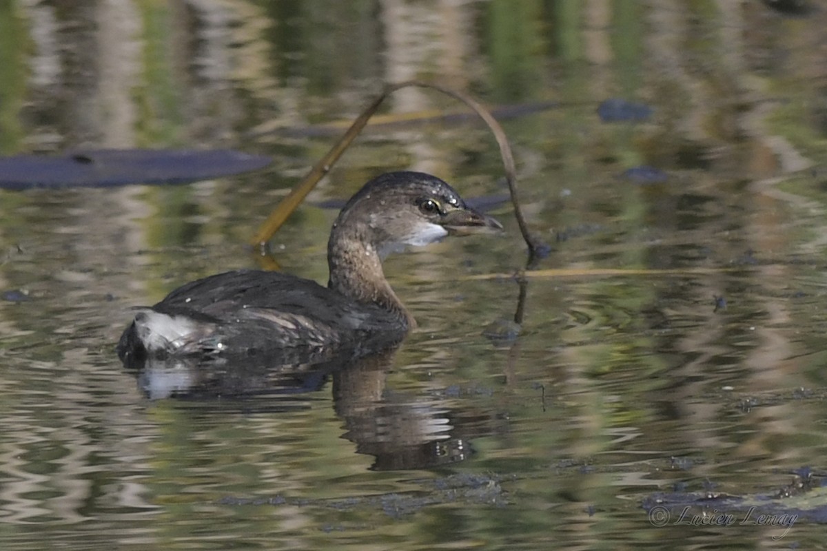 Pied-billed Grebe - Lucien Lemay