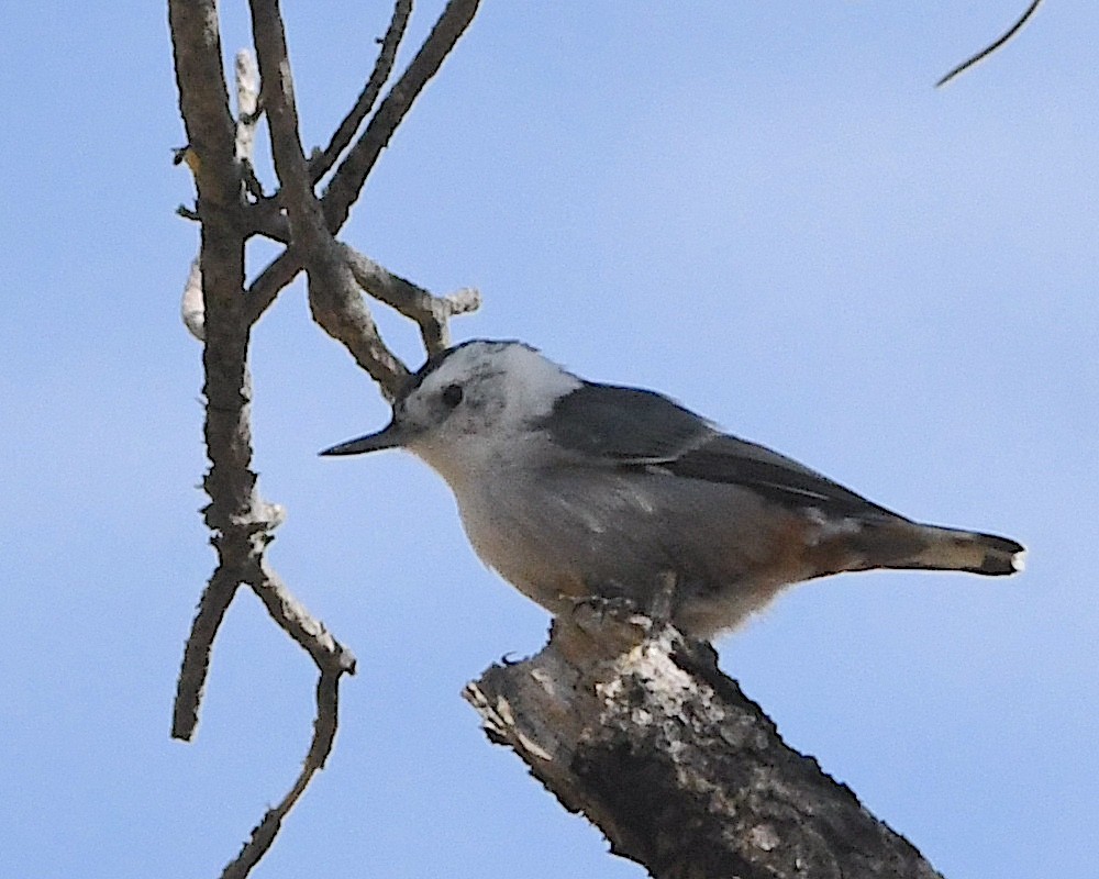 White-breasted Nuthatch (Interior West) - ML609586894