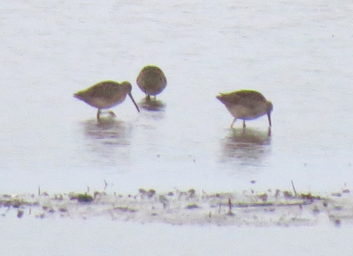 Short-billed Dowitcher - ML609586921