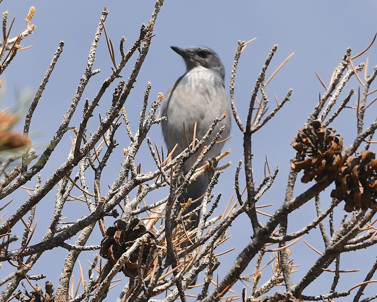 Woodhouse's Scrub-Jay - ML609586951