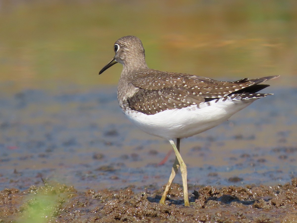 Solitary Sandpiper - ML609587072