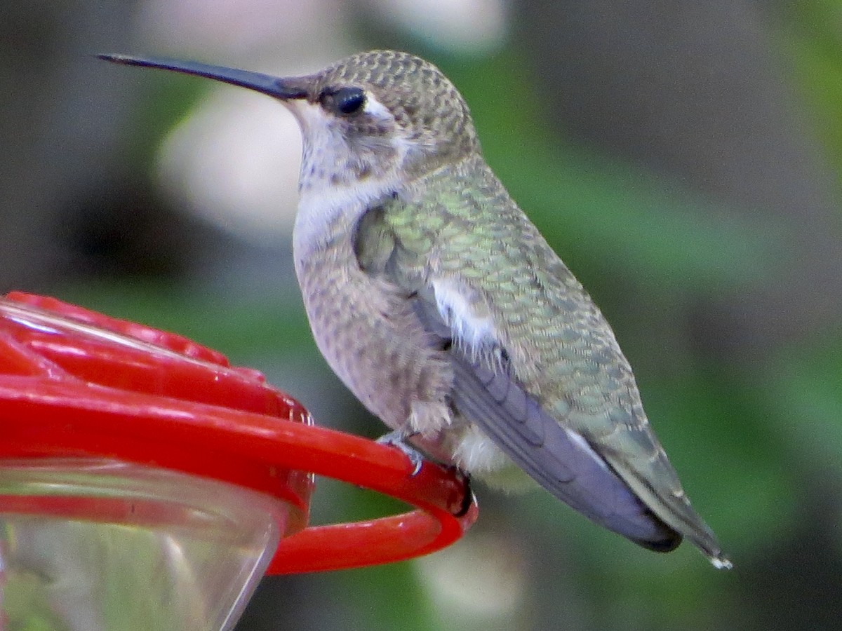 Colibri à gorge noire - ML609587095