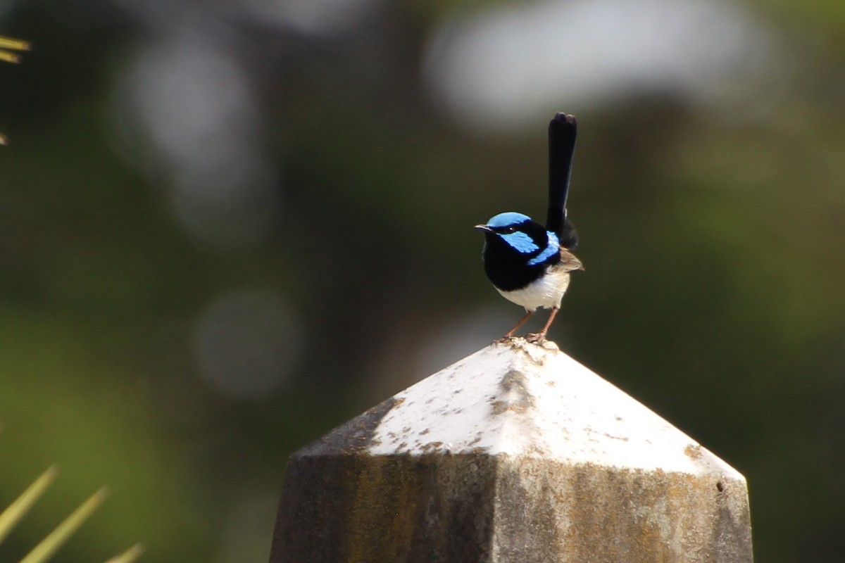 Superb Fairywren - ML609587098