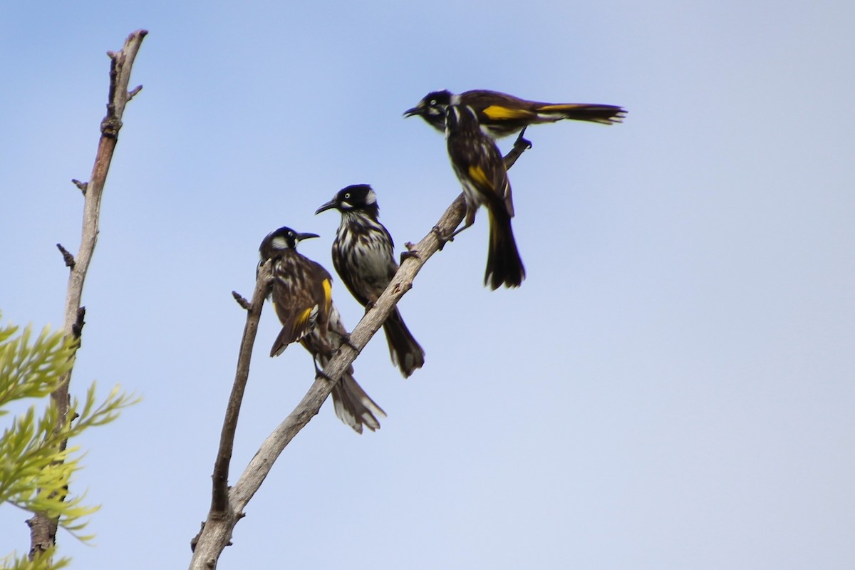 New Holland Honeyeater - ML609587108