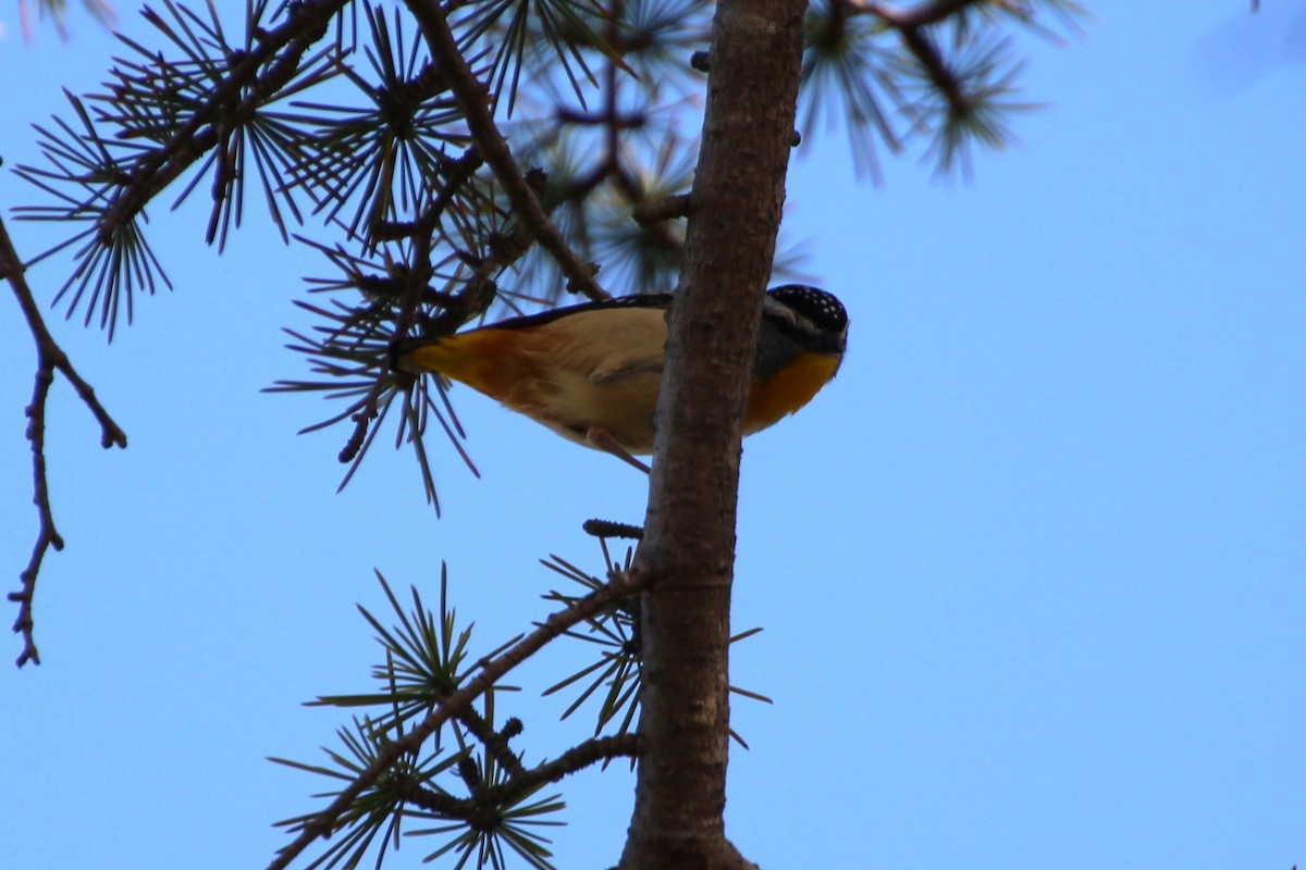 Fleckenpanthervogel - ML609587118