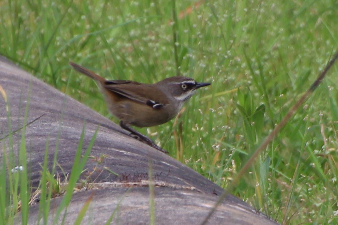 Weißbrauensericornis - ML609587122