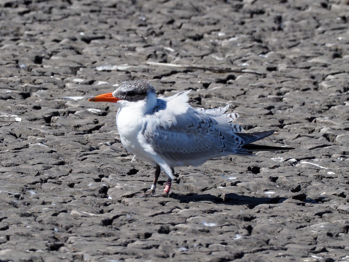 Caspian Tern - ML609587159