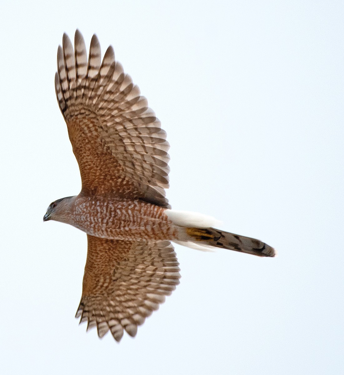 Cooper's Hawk - ML609587231