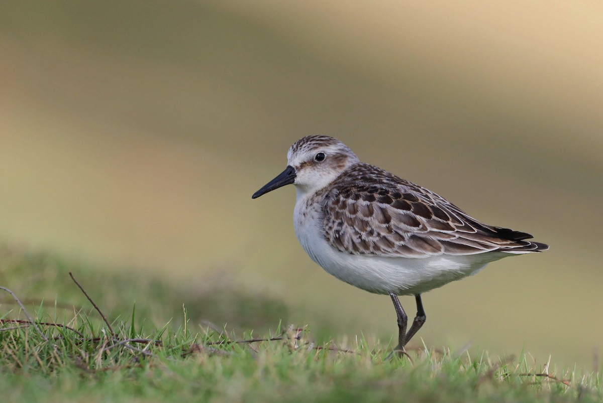 Semipalmated Sandpiper - ML609587252