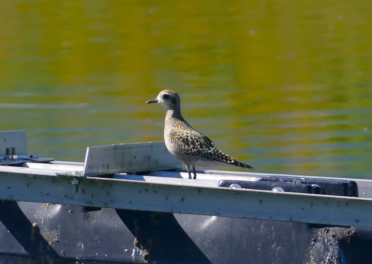 Chorlito Dorado Americano - ML609587345