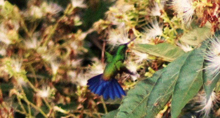 Blue-vented Hummingbird - ML609587355