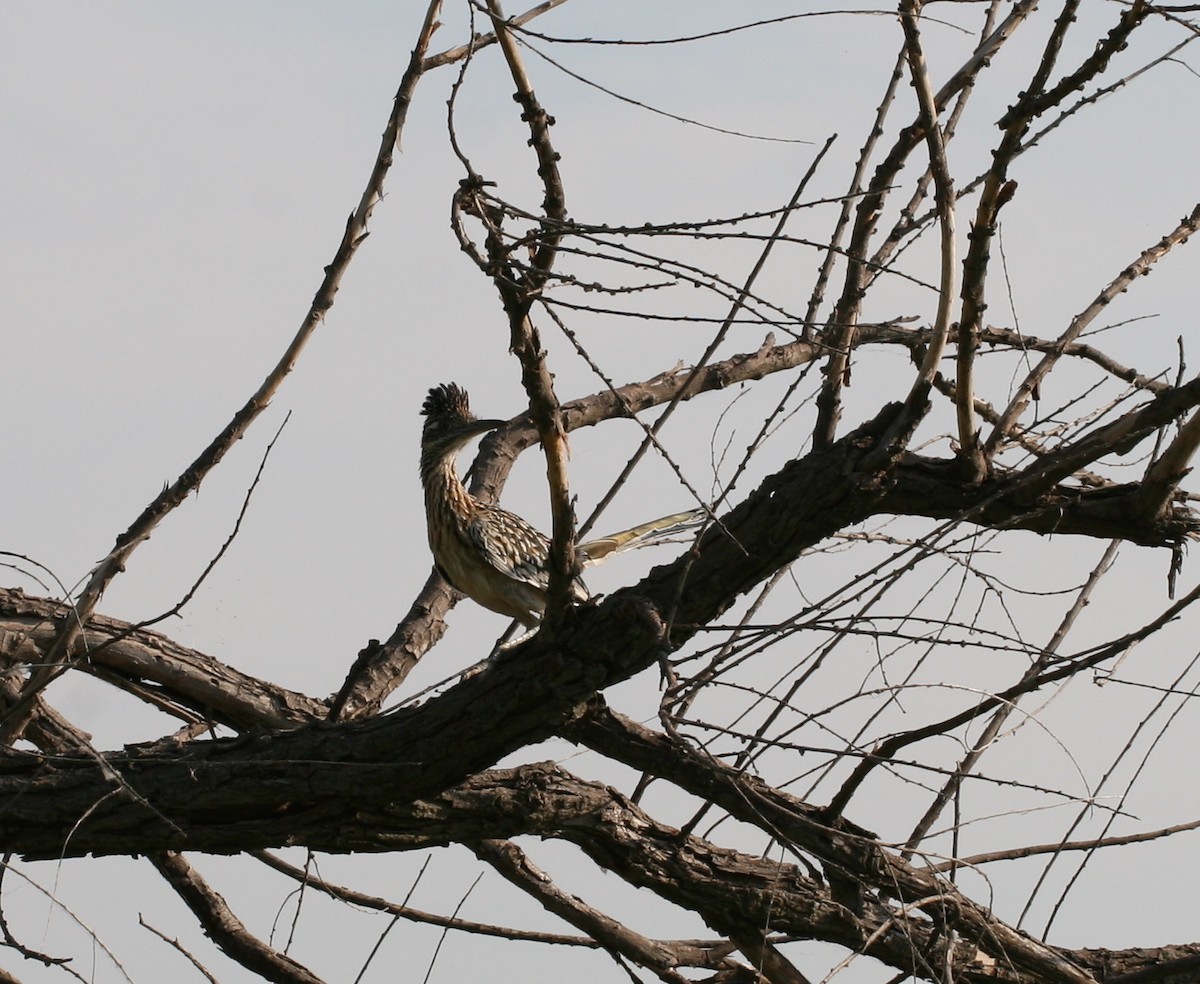 Greater Roadrunner - ML609587398