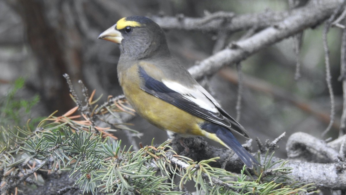 Evening Grosbeak - Robert Wooley