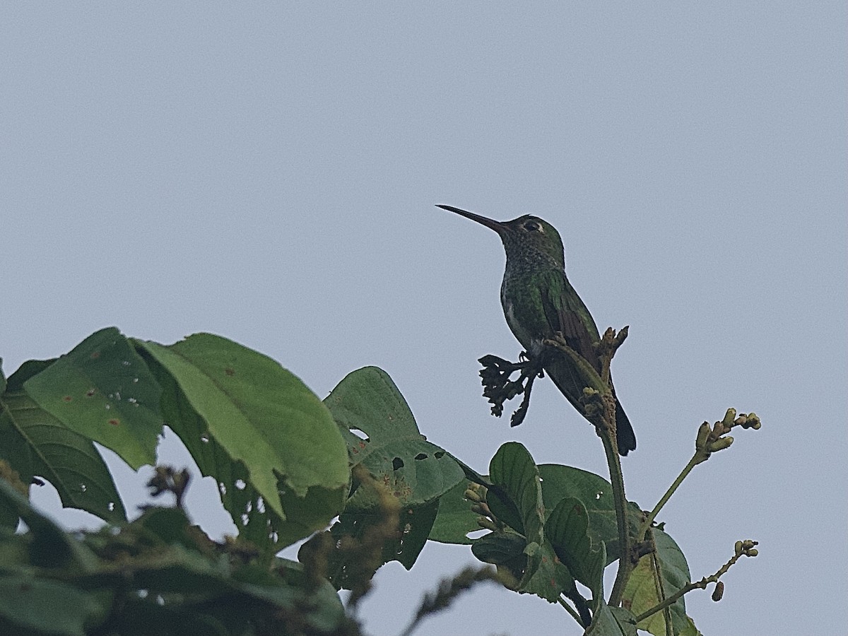 Glittering-throated Emerald - ML609587523