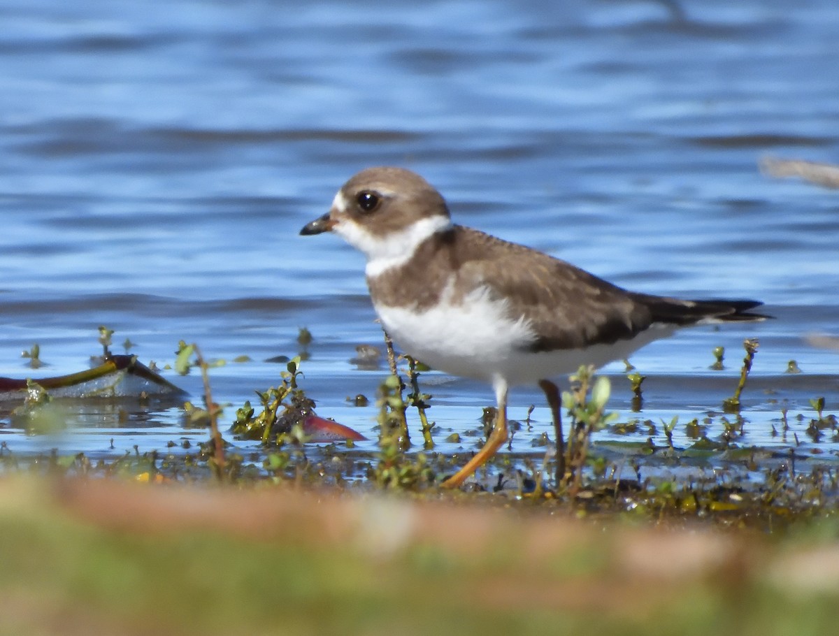 Semipalmated Plover - ML609587596