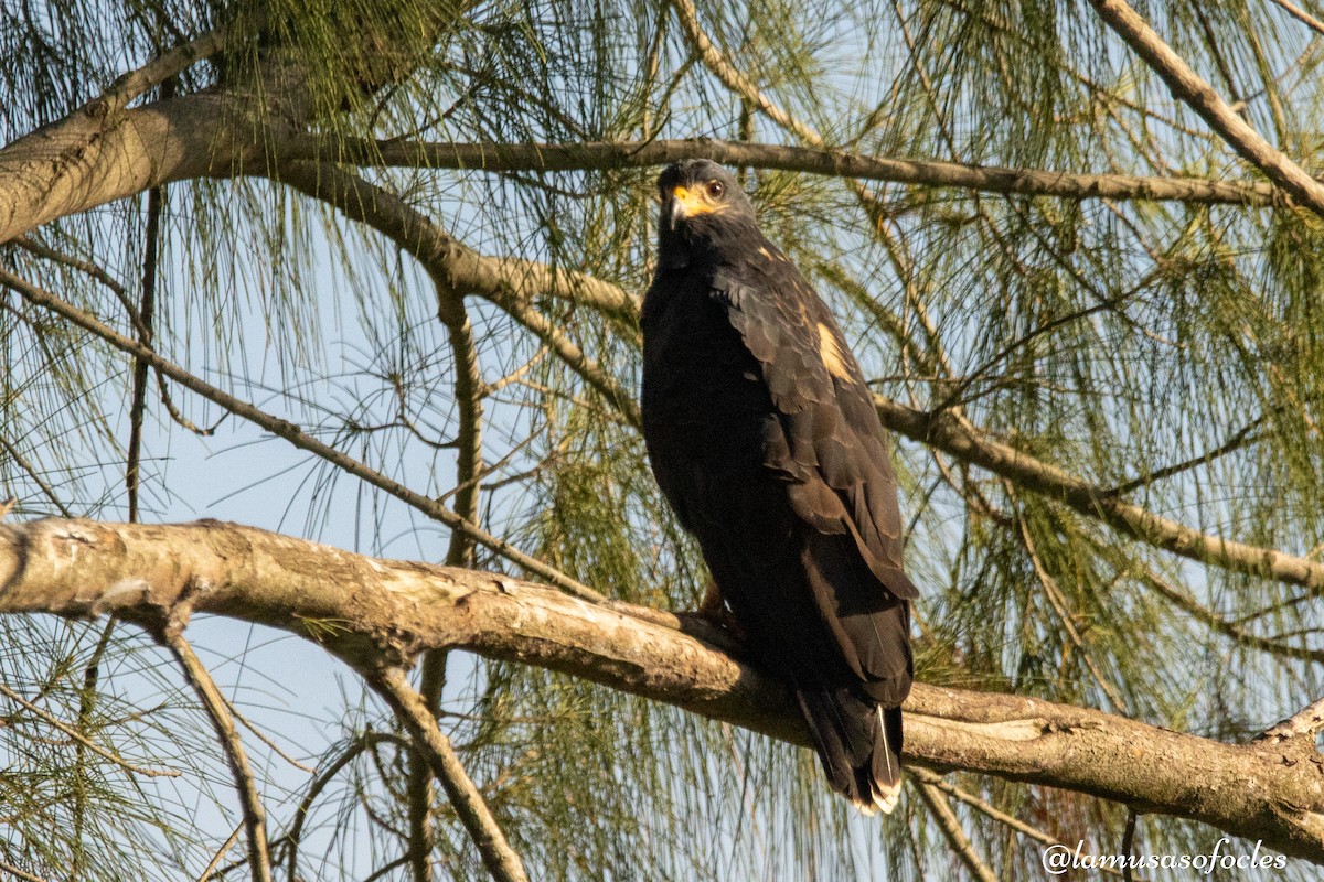 Common Black Hawk - ML609587609