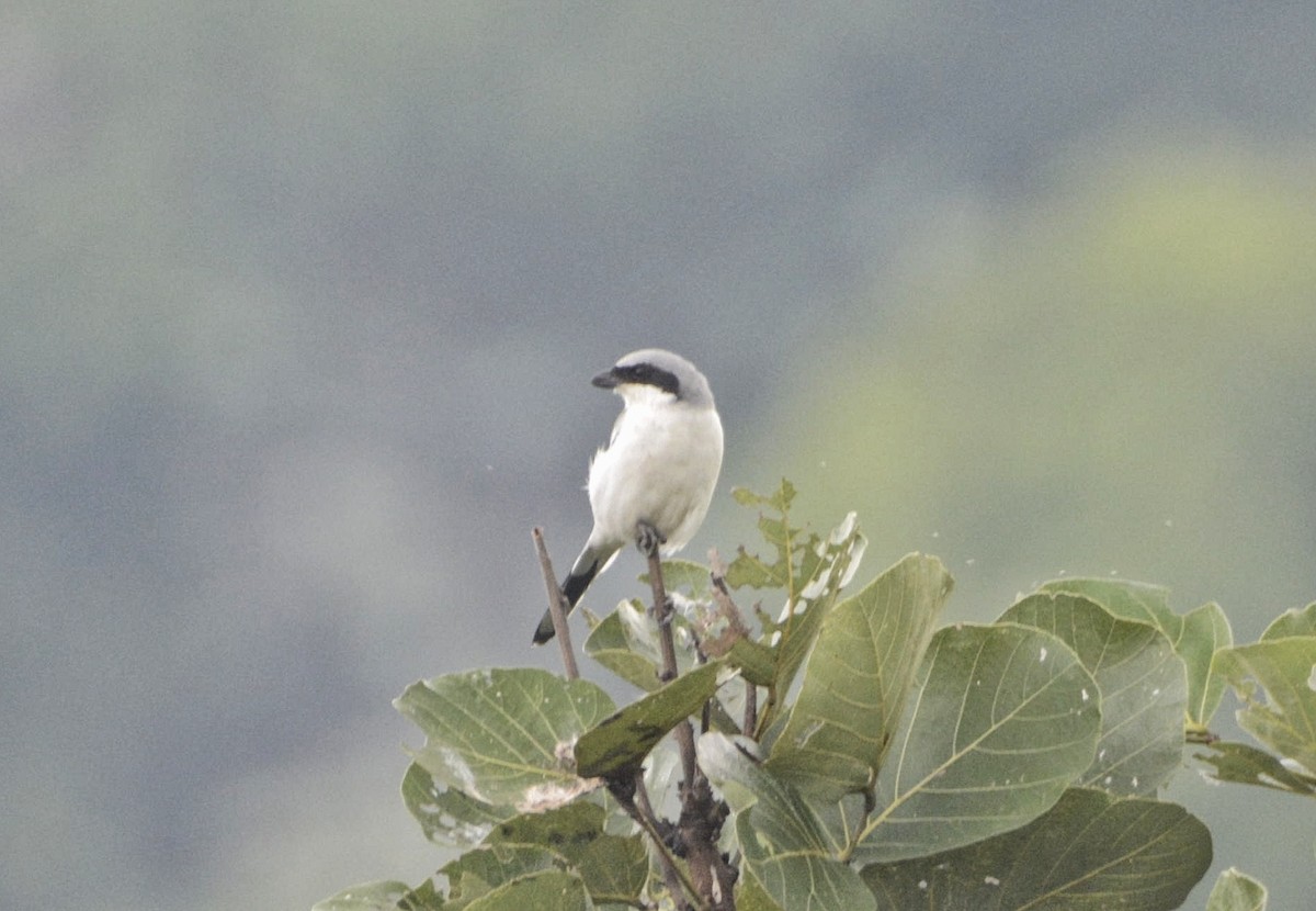 Great Gray Shrike - ML609587840